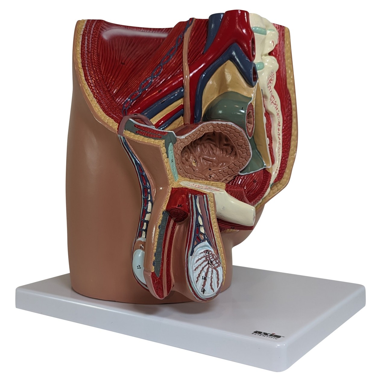 Axis Scientific 4-Part Male Pelvis