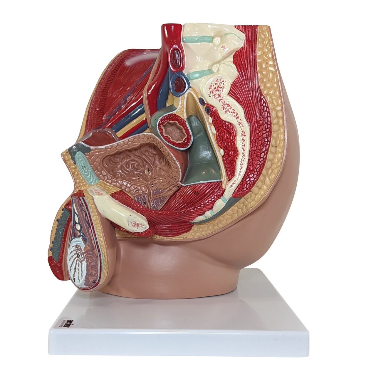 Axis Scientific 4-Part Male Pelvis