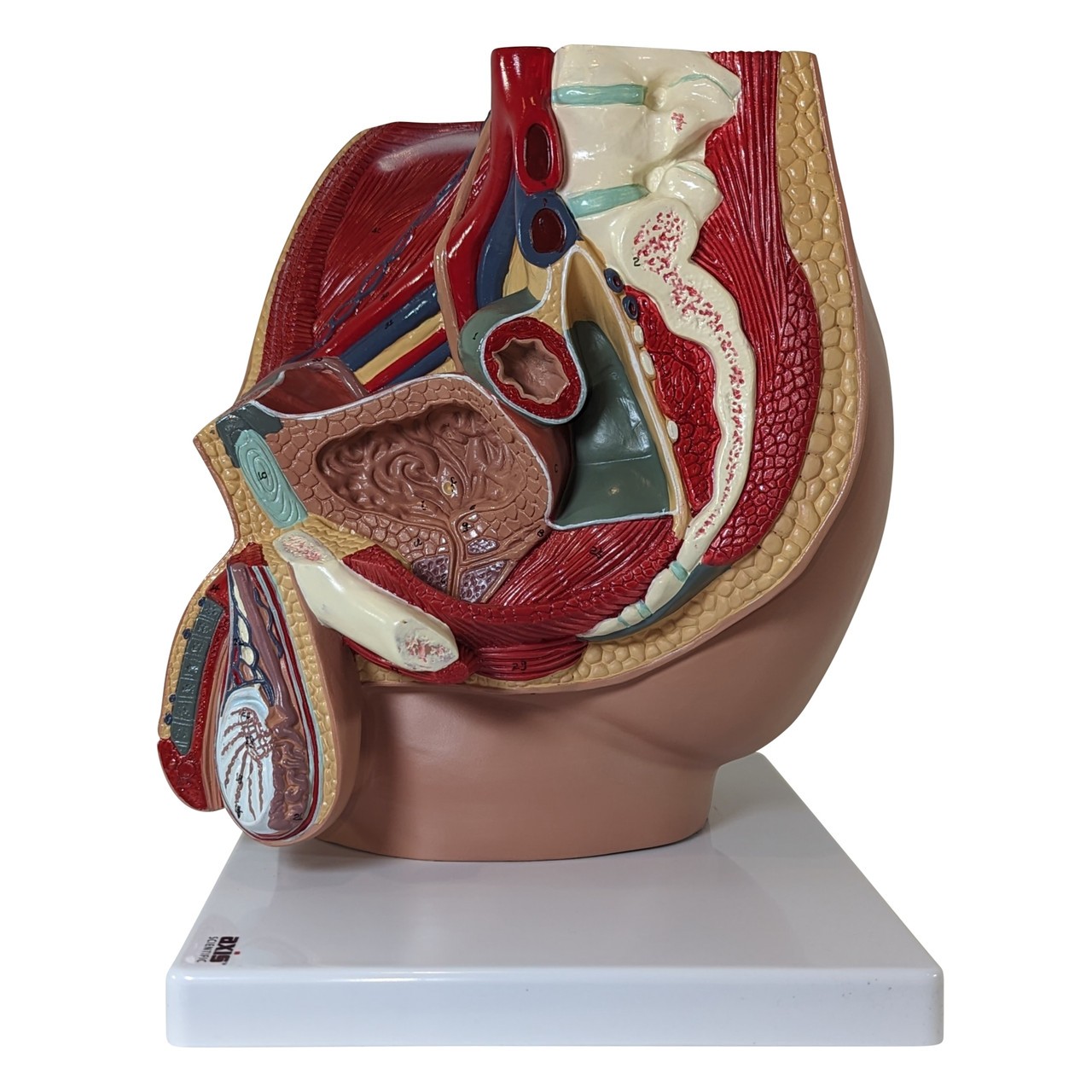 Axis Scientific 4-Part Male Pelvis