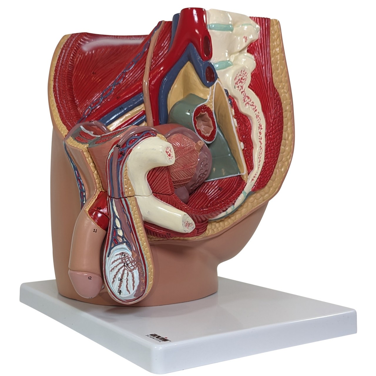 Axis Scientific 4-Part Male Pelvis