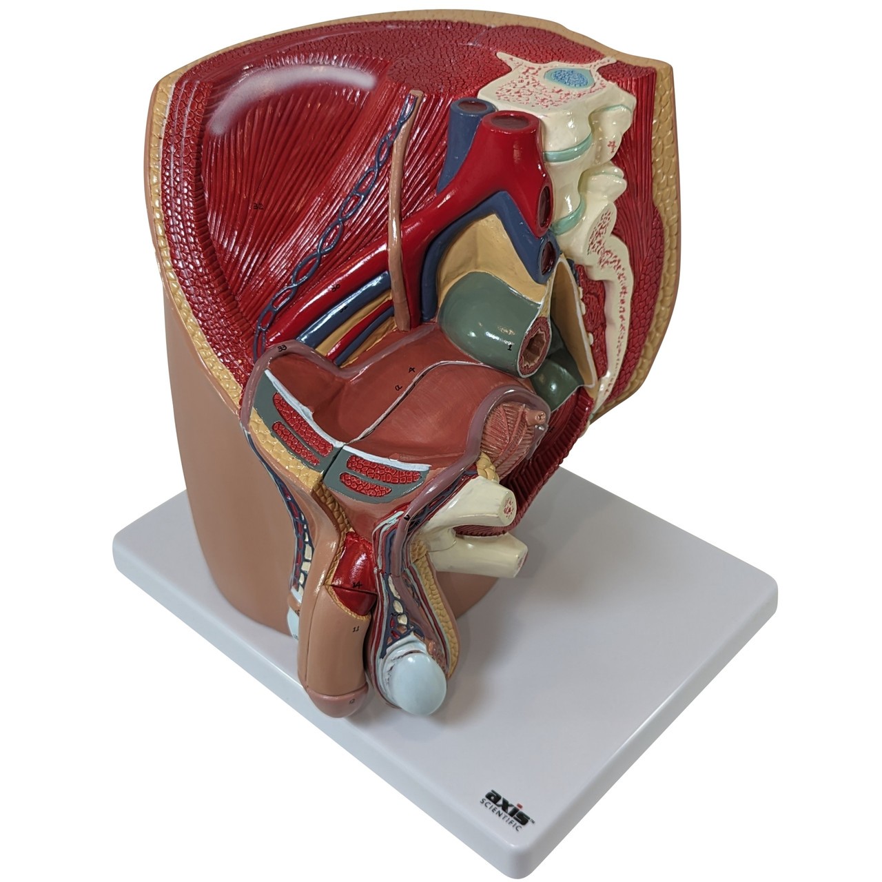 Axis Scientific 4-Part Male Pelvis