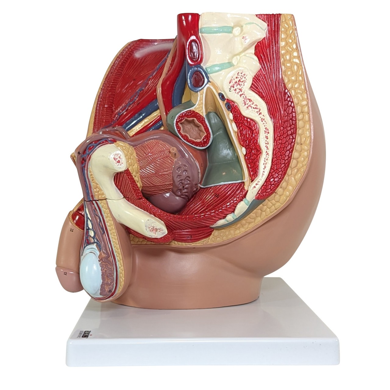 Axis Scientific 4-Part Male Pelvis