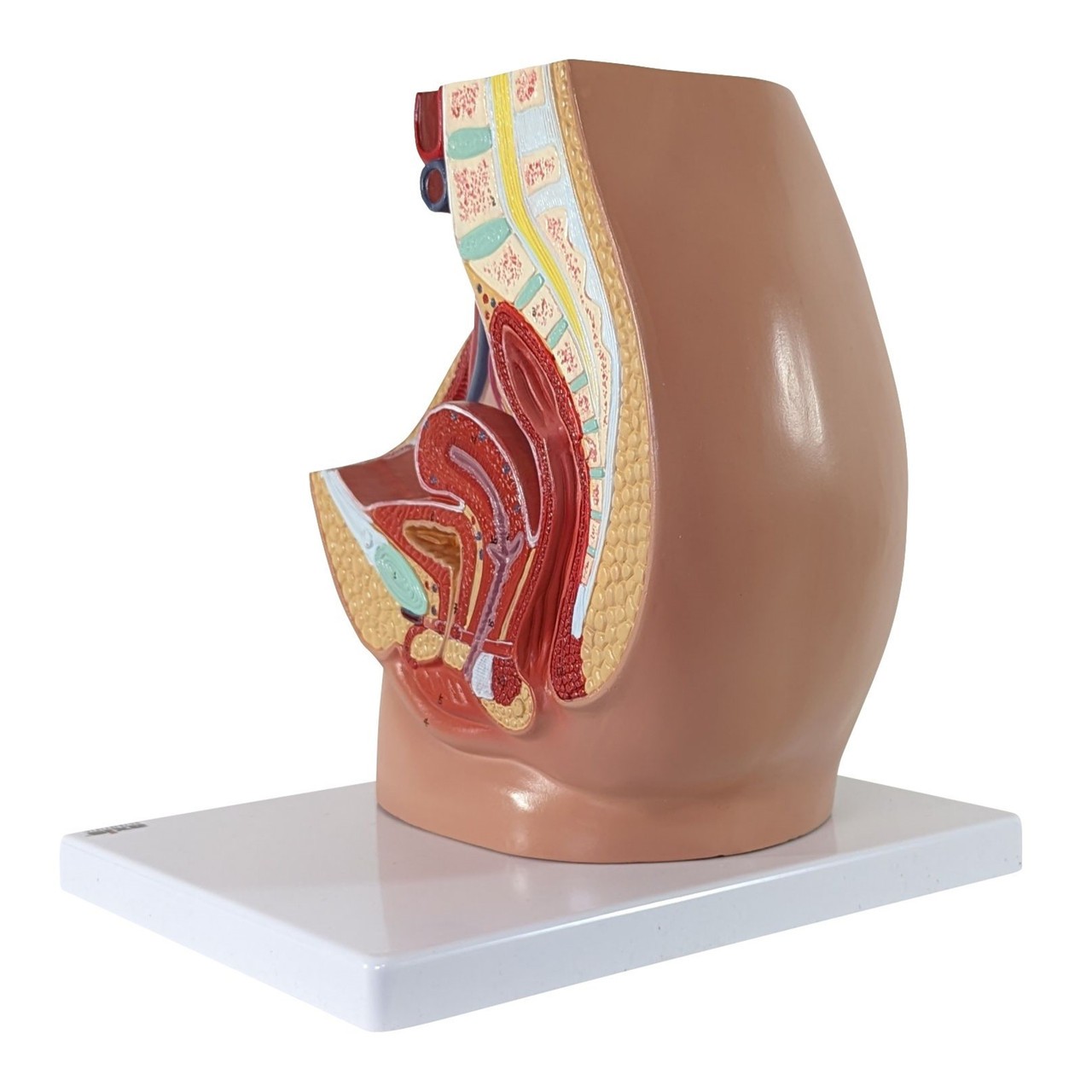 Side Back View without Removable Parts of Axis Scientific 3-Part Female Pelvis