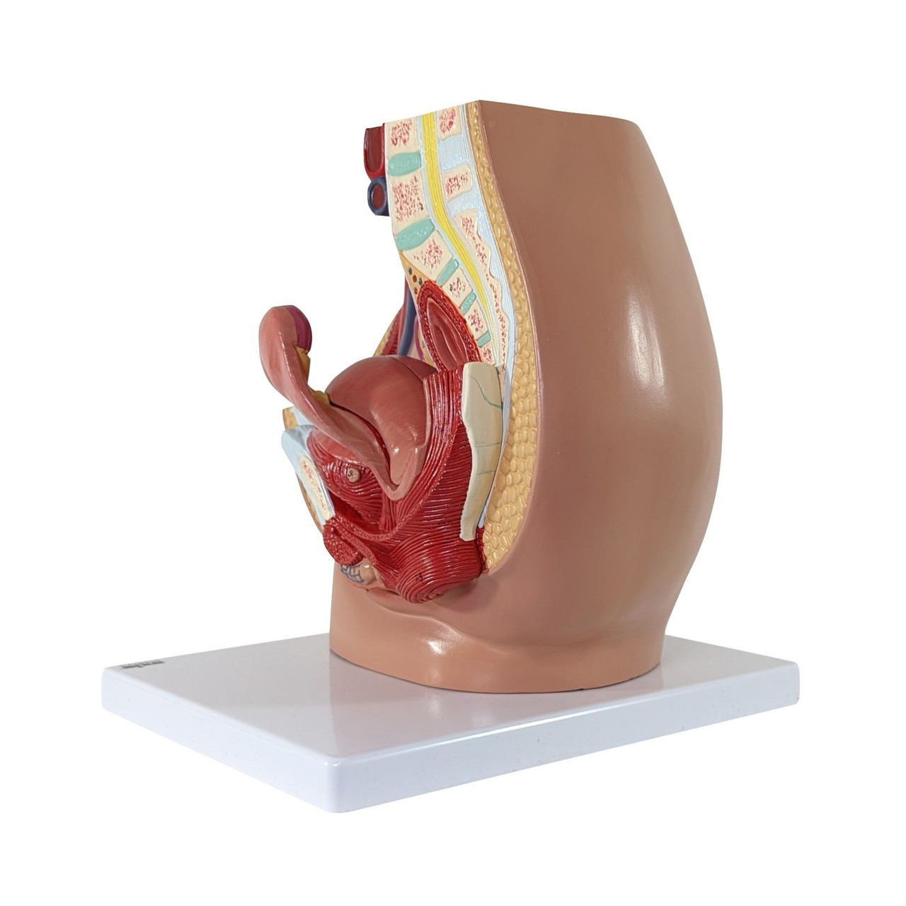 Side Back View of Axis Scientific 3-Part Female Pelvis