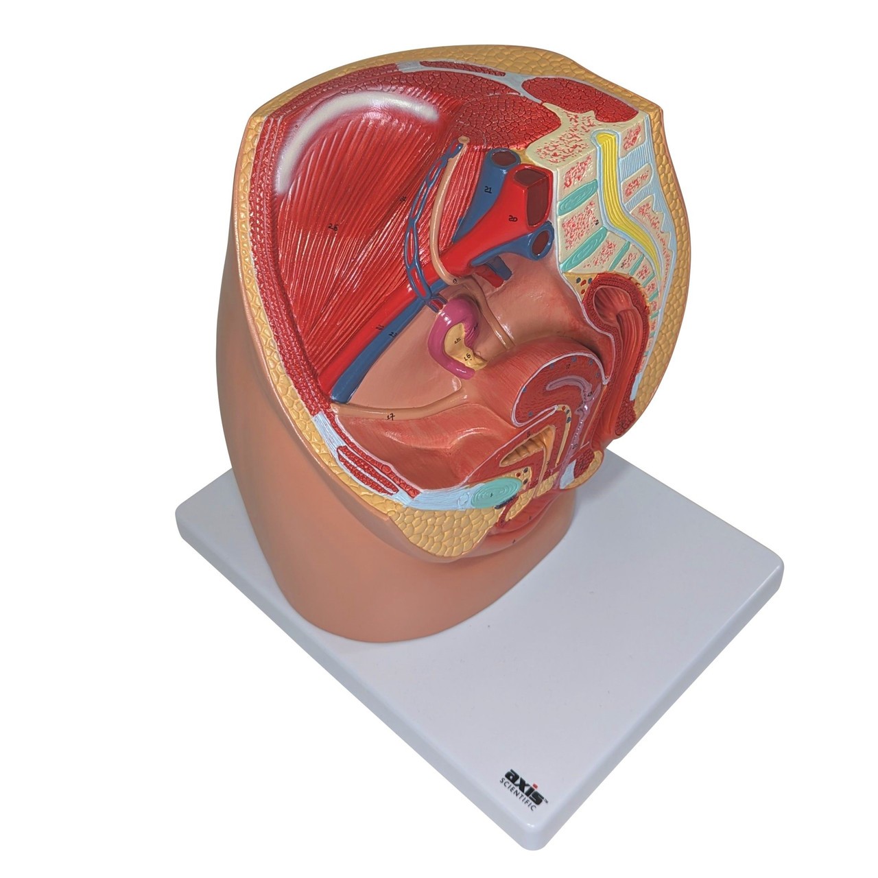 Bird's Eye View of Axis Scientific 3-Part Female Pelvis