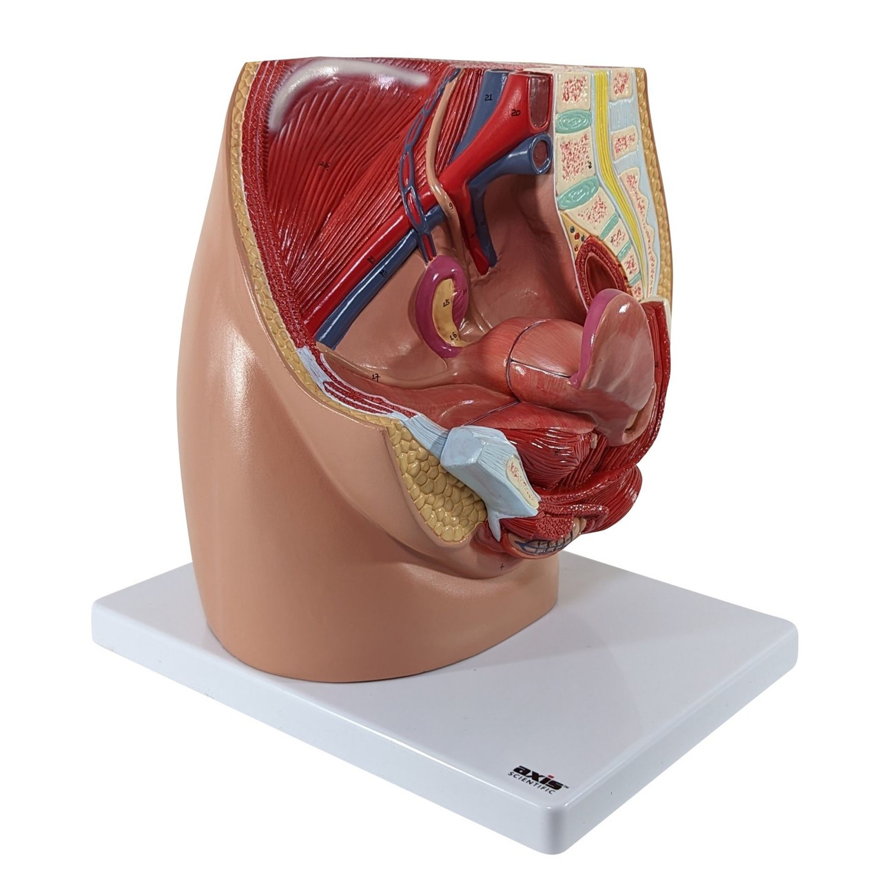 Front Right View of Axis Scientific 3-Part Female Pelvis