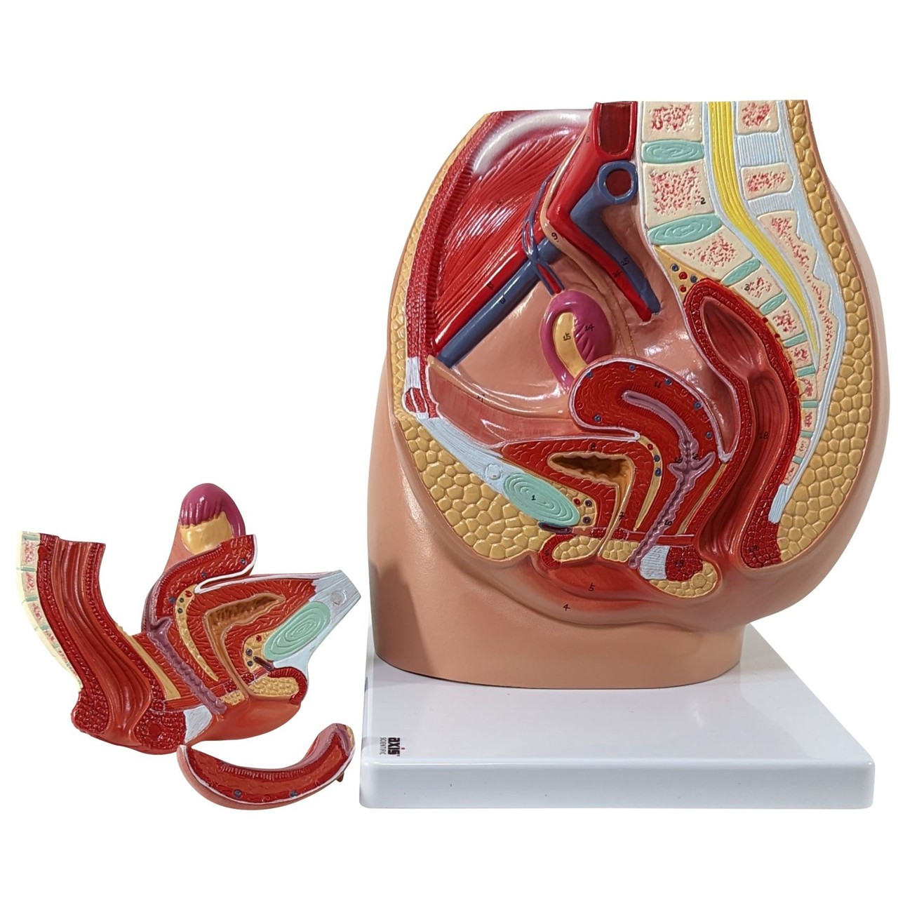 ANATOMY - FEMALE 解剖学模型 Axis Scientific Female Genital Organs Model | Anatomy Warehouse