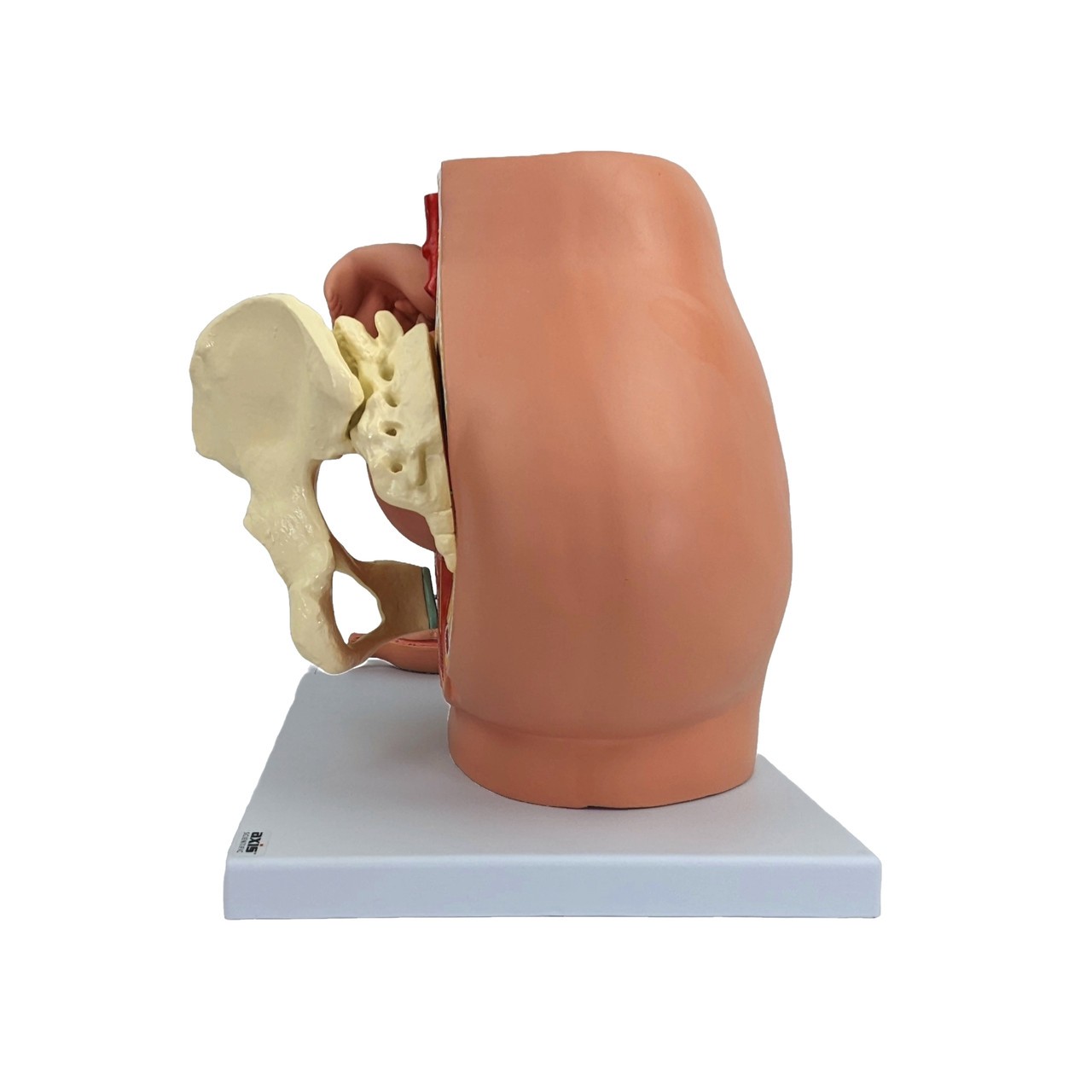 Axis Scientific Pregnancy Pelvis with Mature Fetus Numbered Anatomy Model
