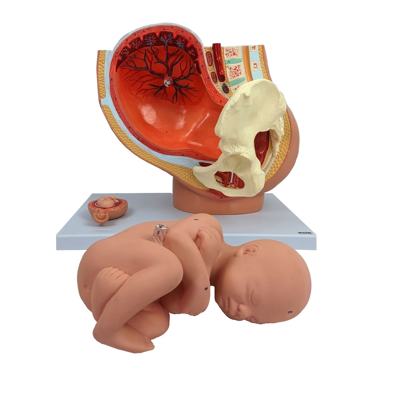 Axis Scientific Pregnancy Pelvis with Mature Fetus Numbered Anatomy Model