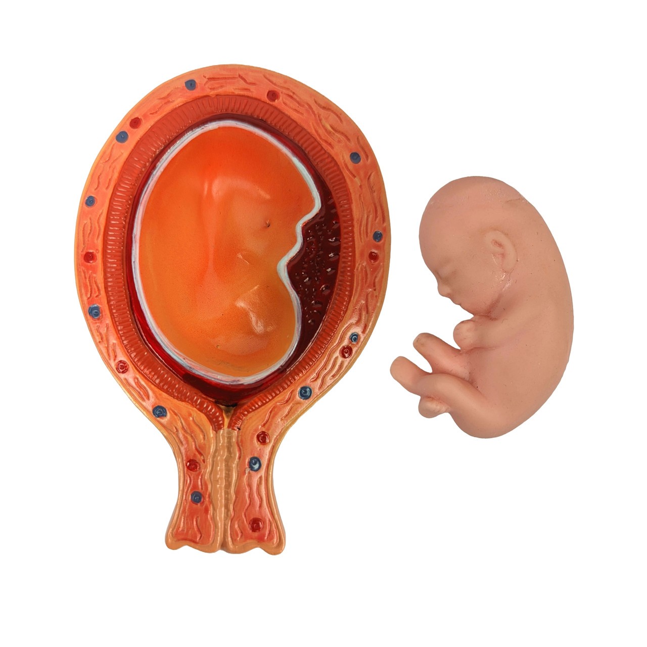 Axis Scientific Pregnancy Pelvis with Mature Fetus Numbered Anatomy Model