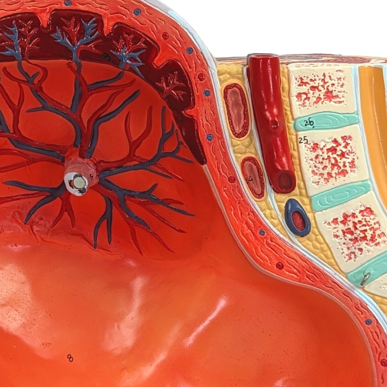 Axis Scientific Pregnancy Pelvis with Mature Fetus Numbered Anatomy Model