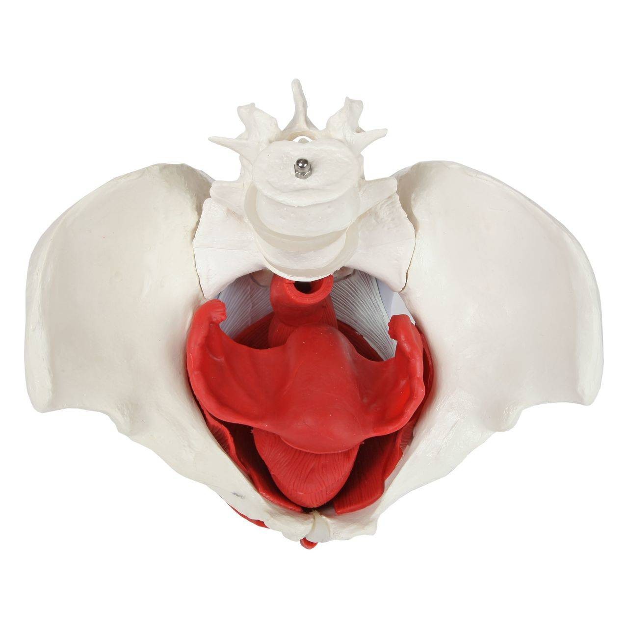 Axis Scientific 6-Part Female Skeletal Pelvis with Organs
