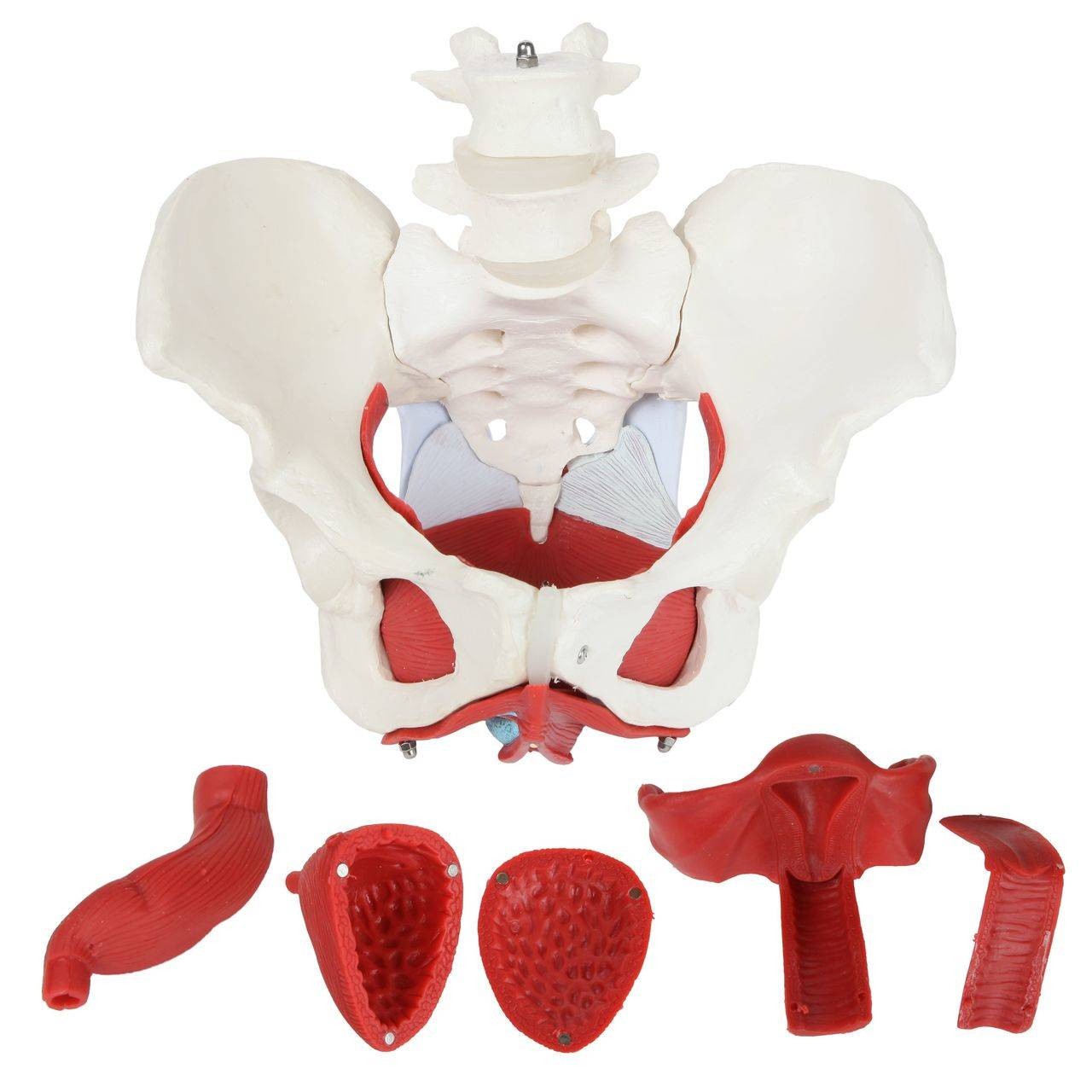 Axis Scientific 6-Part Female Skeletal Pelvis with Organs