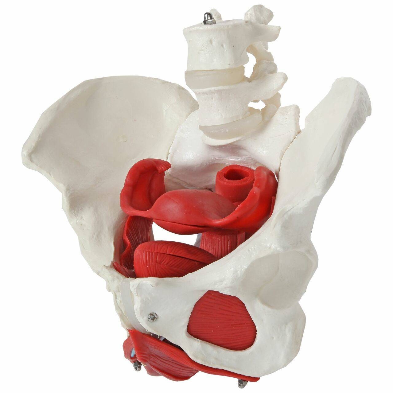 ANATOMY - FEMALE 解剖学模型 Axis Scientific 2-Part Female Pelvis Anatomy Model | Anatomy