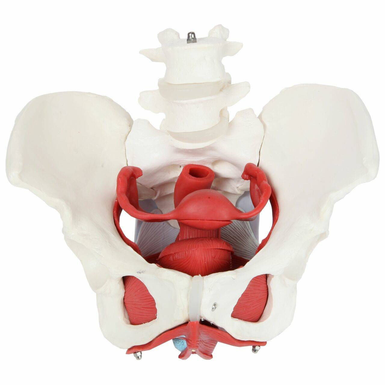 Axis Scientific 6-Part Female Skeletal Pelvis with Organs