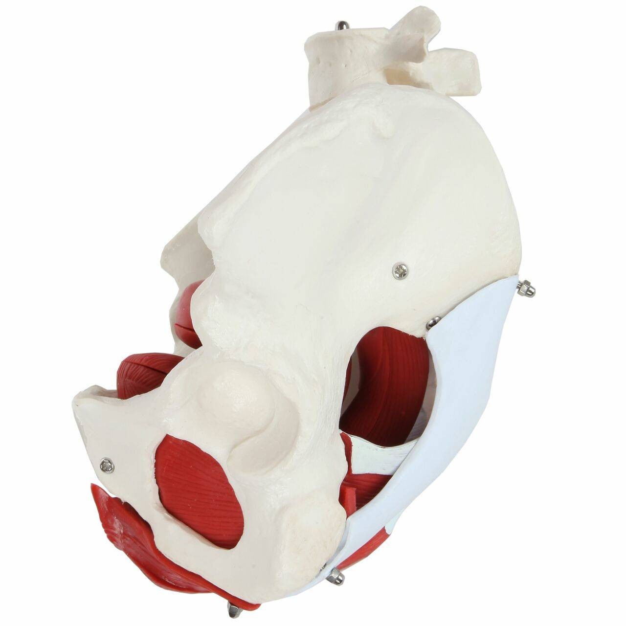 Axis Scientific 6-Part Female Skeletal Pelvis with Organs