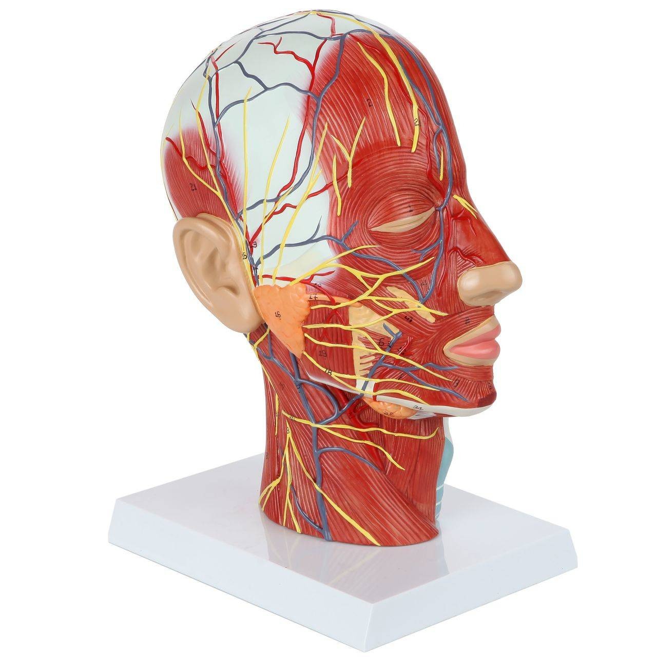 Axis Scientific Half Head with Muscles, Nerves and Vasculature