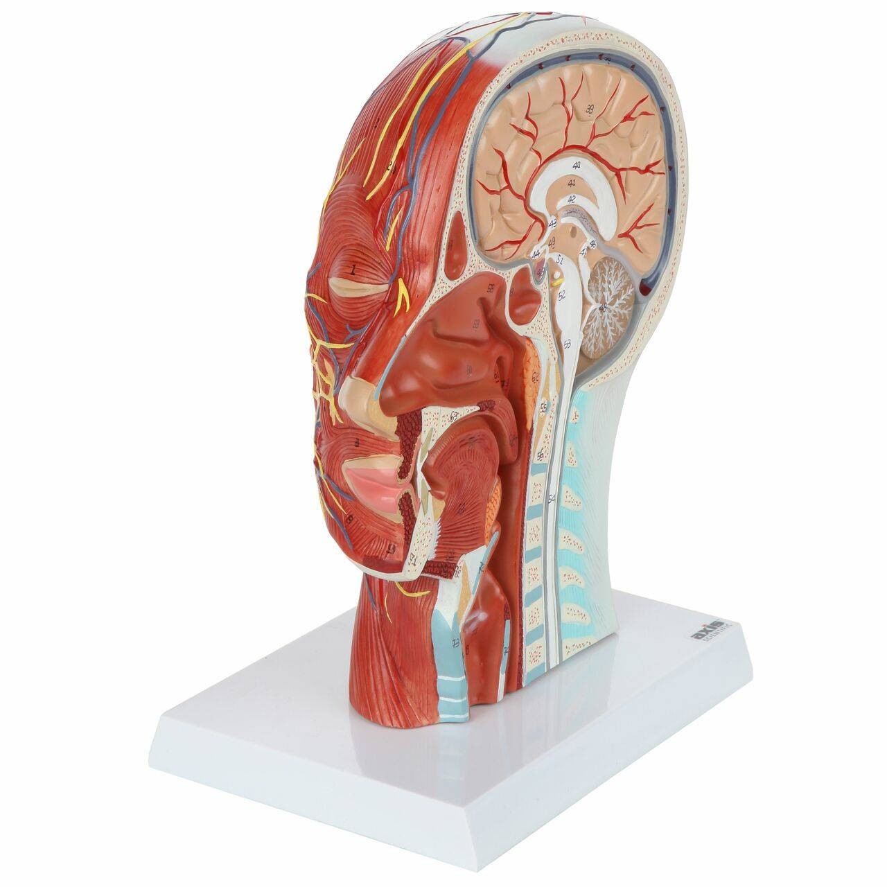 Axis Scientific Half Head with Muscles, Nerves and Vasculature