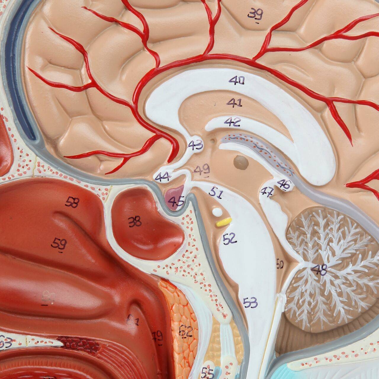 Axis Scientific Half Head with Muscles, Nerves and Vasculature