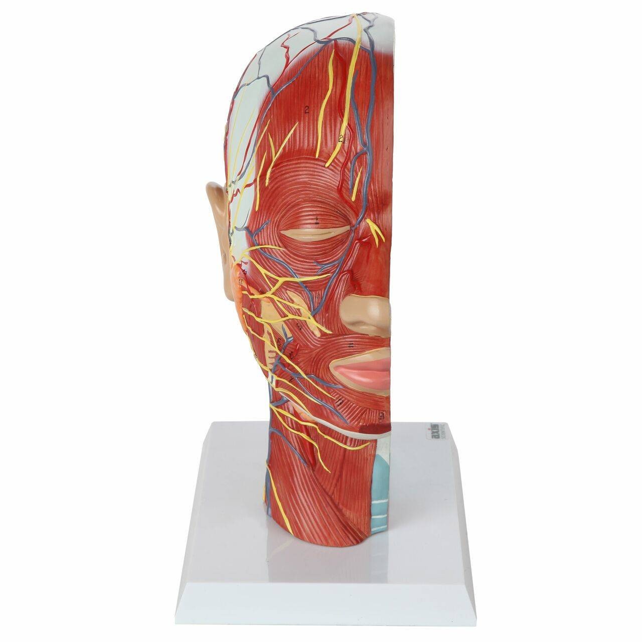 Axis Scientific Half Head with Muscles, Nerves and Vasculature