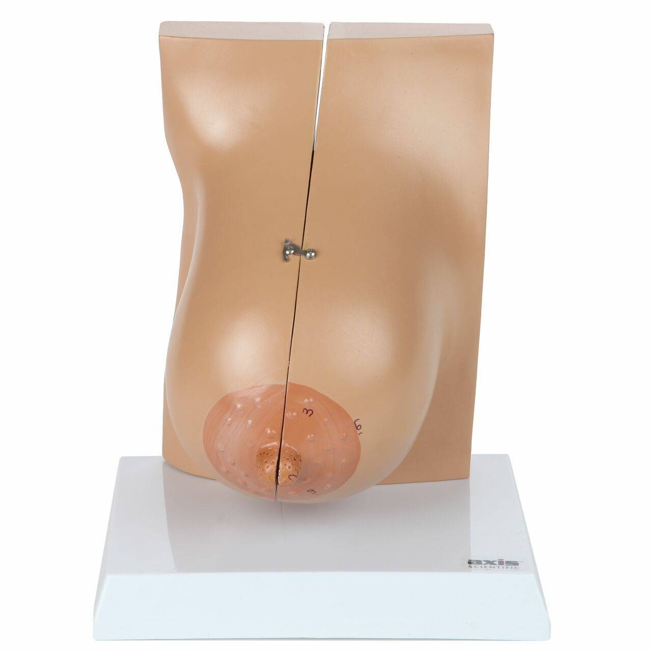 Axis Scientific Breast in Lactation Period