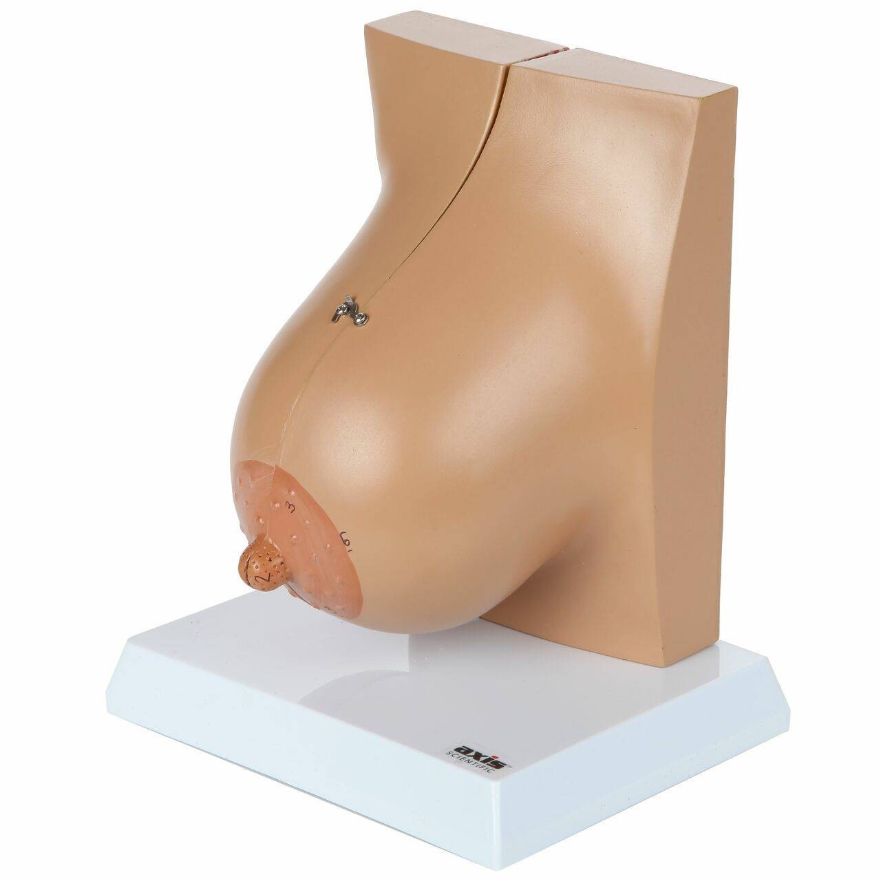 Axis Scientific Breast in Lactation Period