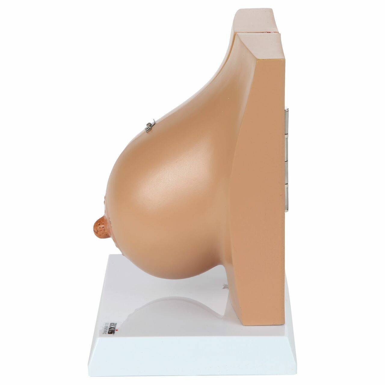 Axis Scientific Breast in Lactation Period
