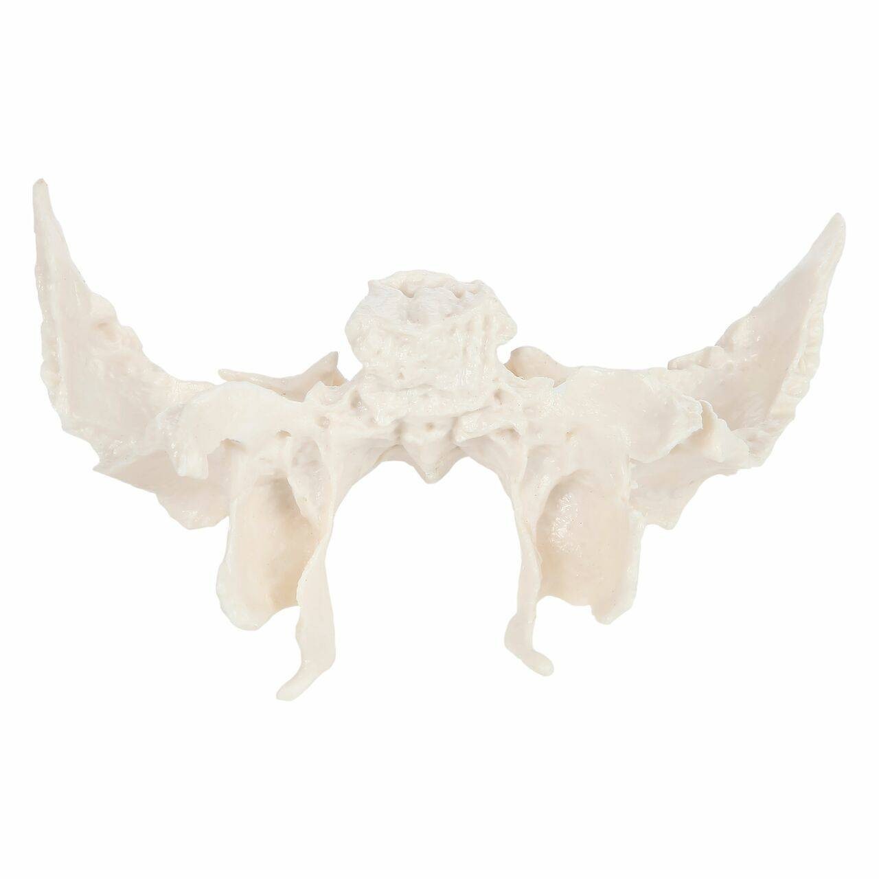 Axis Scientific Sphenoid Bone