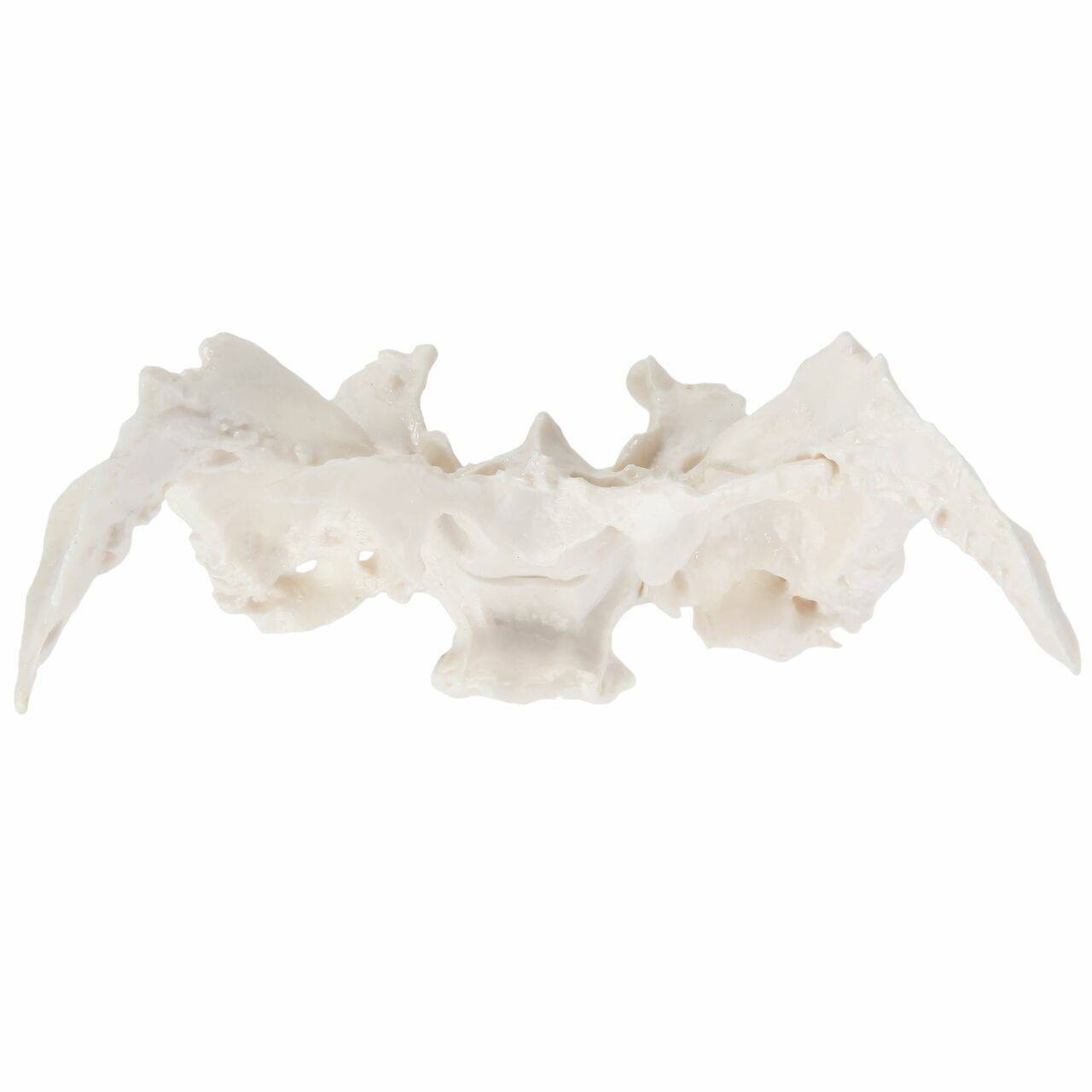 Axis Scientific Sphenoid Bone