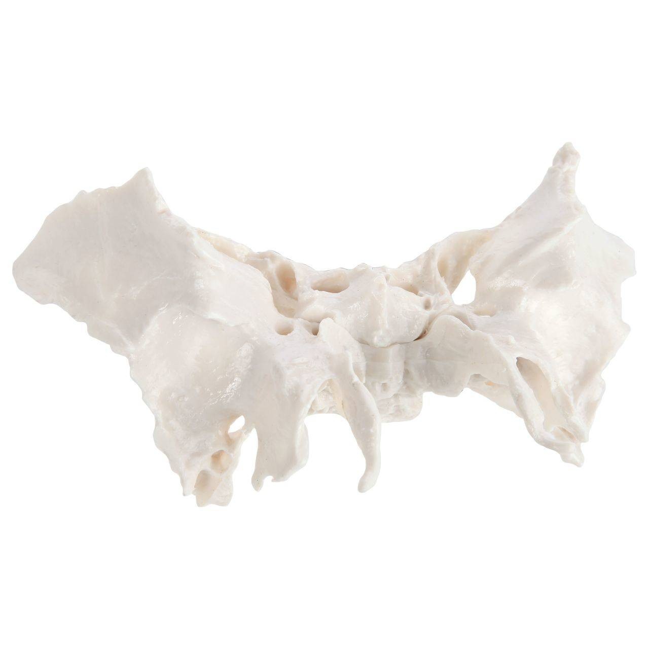 Axis Scientific Sphenoid Bone