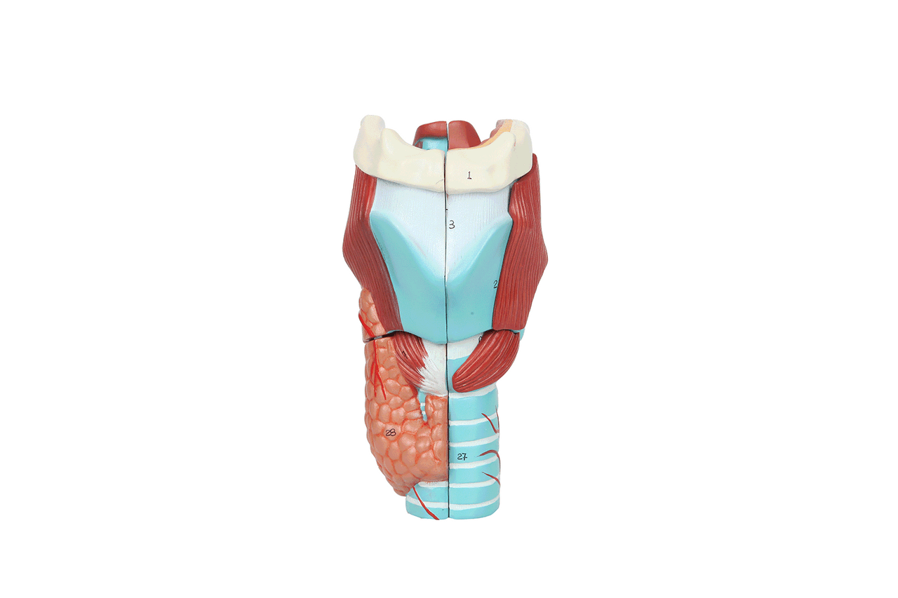 Axis Scientific 5-Part Larynx Model