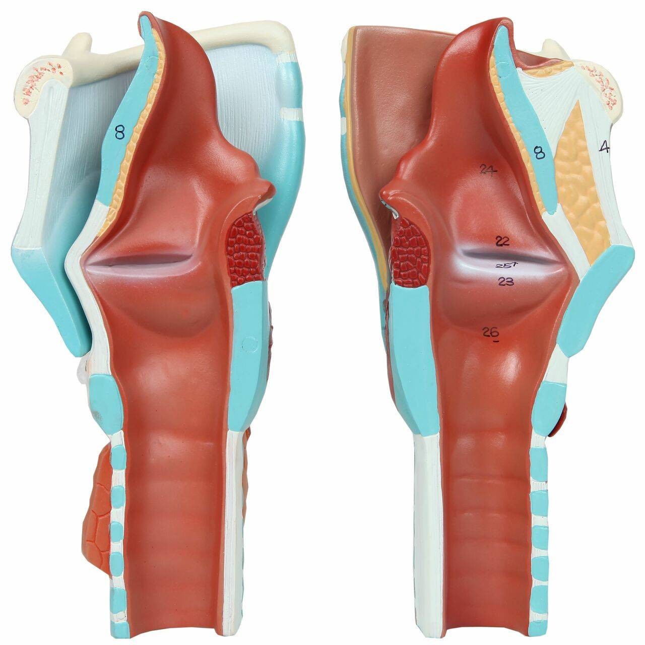 Axis Scientific 5-Part Larynx Model