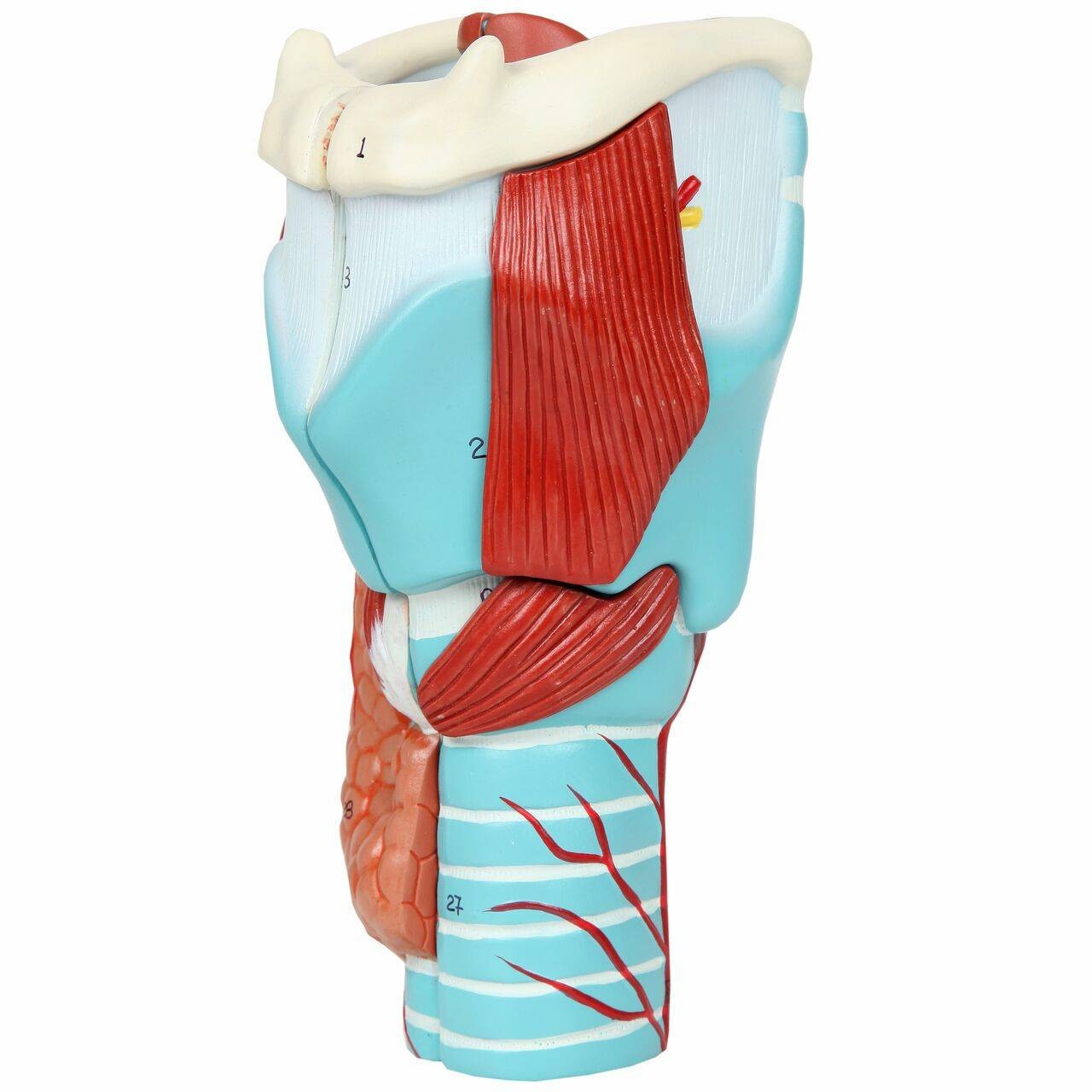 Axis Scientific 5-Part Larynx Model