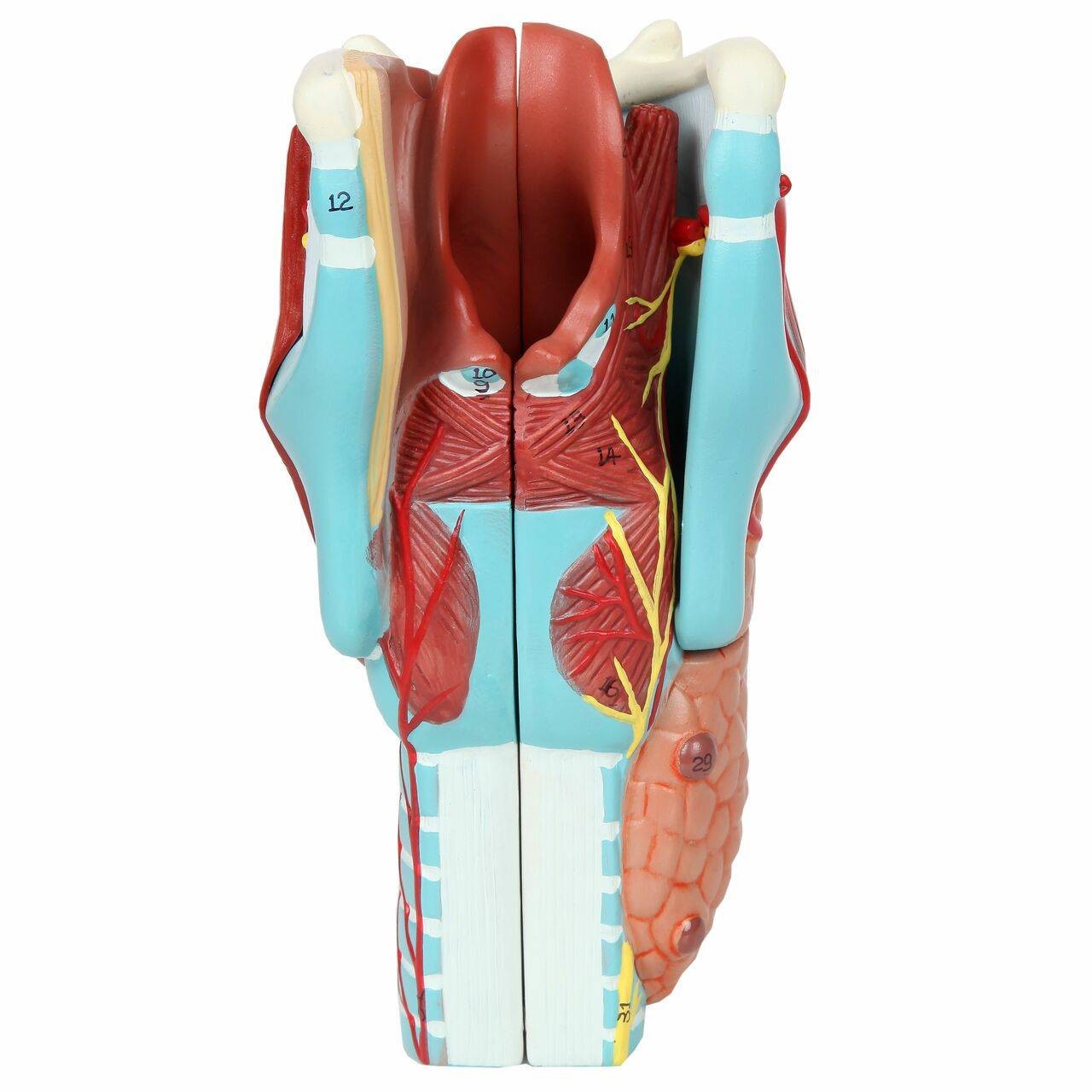 Axis Scientific 5-Part Larynx Model