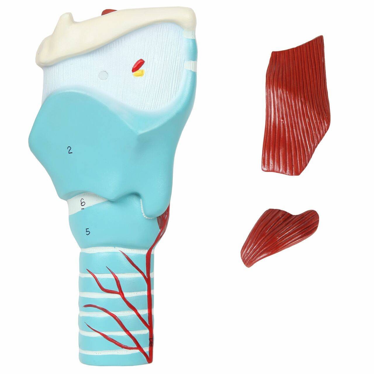 Axis Scientific 5-Part Larynx Model