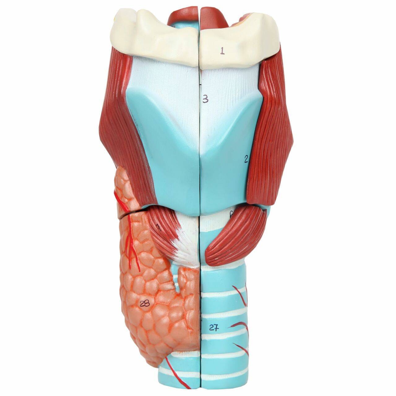 Axis Scientific 5-Part Larynx Model