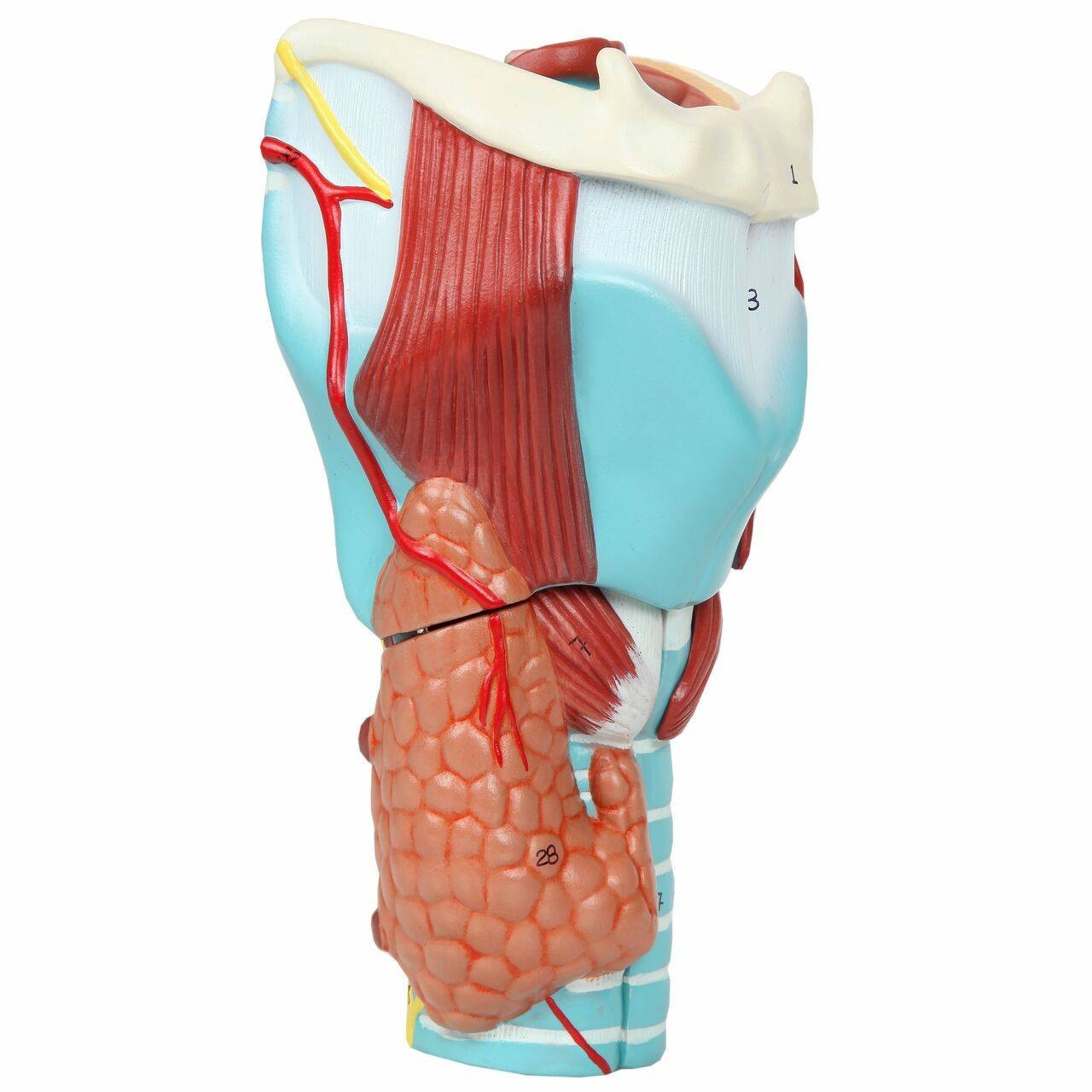 Axis Scientific 5-Part Larynx Model