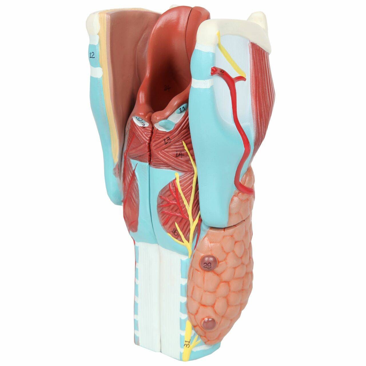 Axis Scientific 5-Part Larynx Model