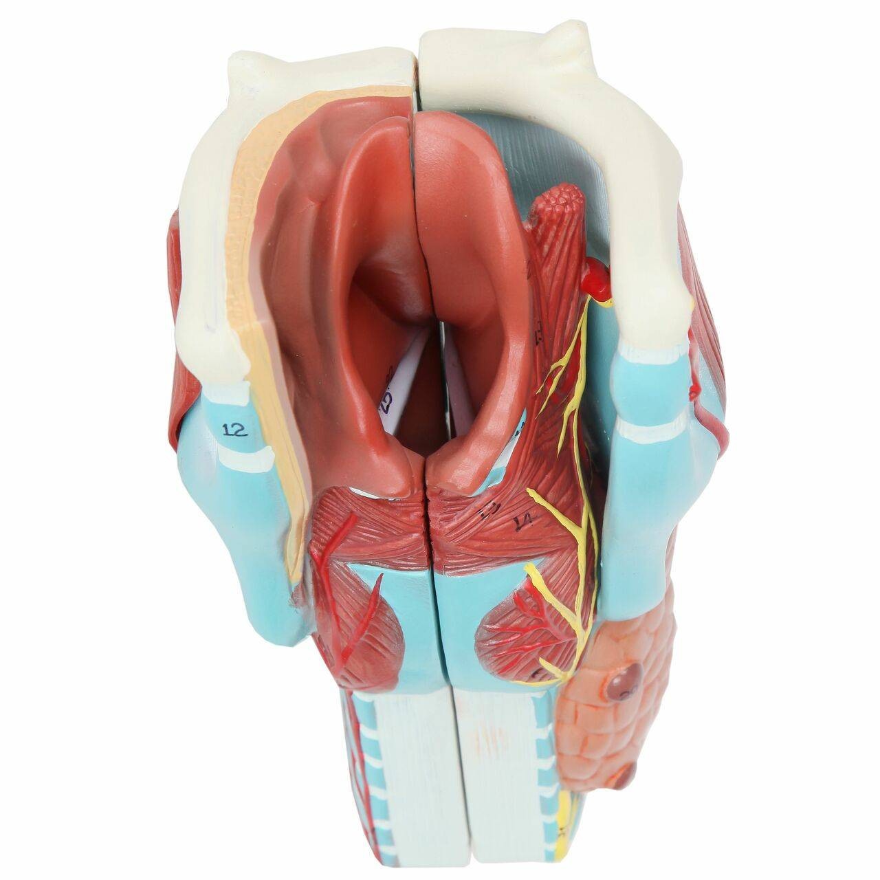 Axis Scientific 5-Part Larynx Model
