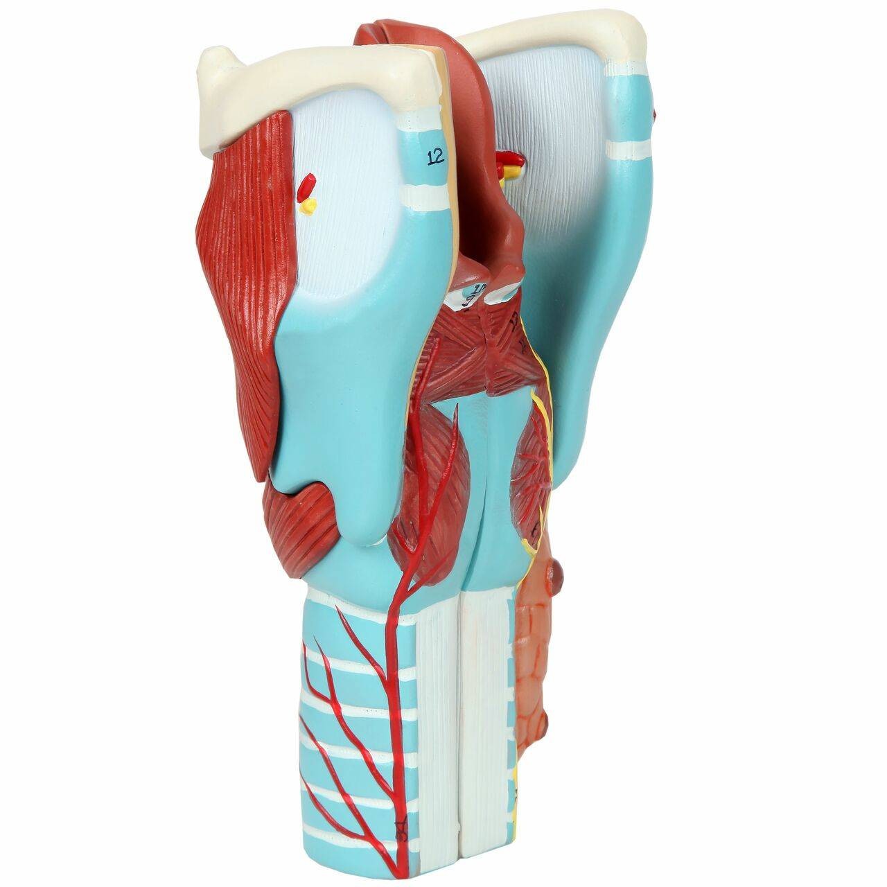 Axis Scientific 5-Part Larynx Model