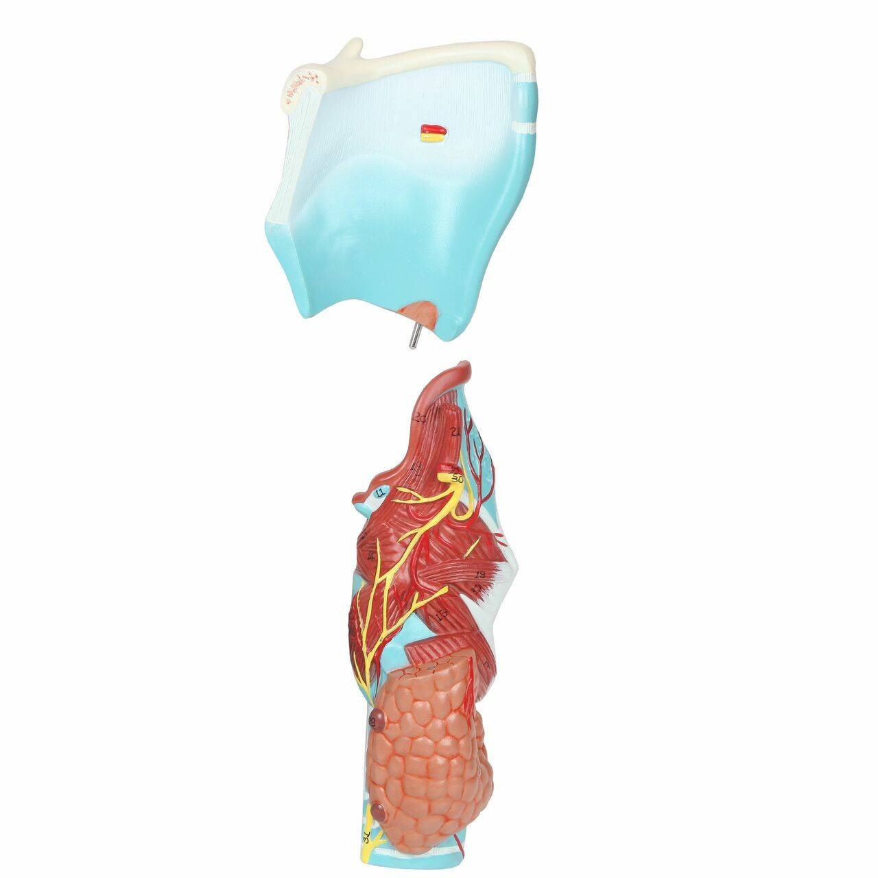 Axis Scientific 5-Part Larynx Model