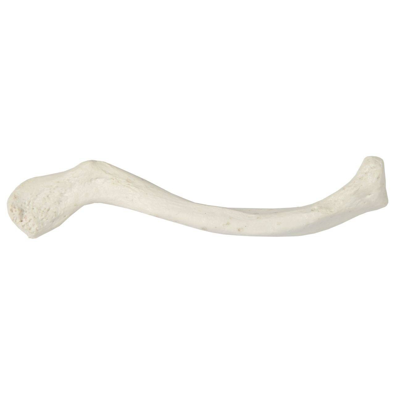 Axis Scientific Clavicle Bone
