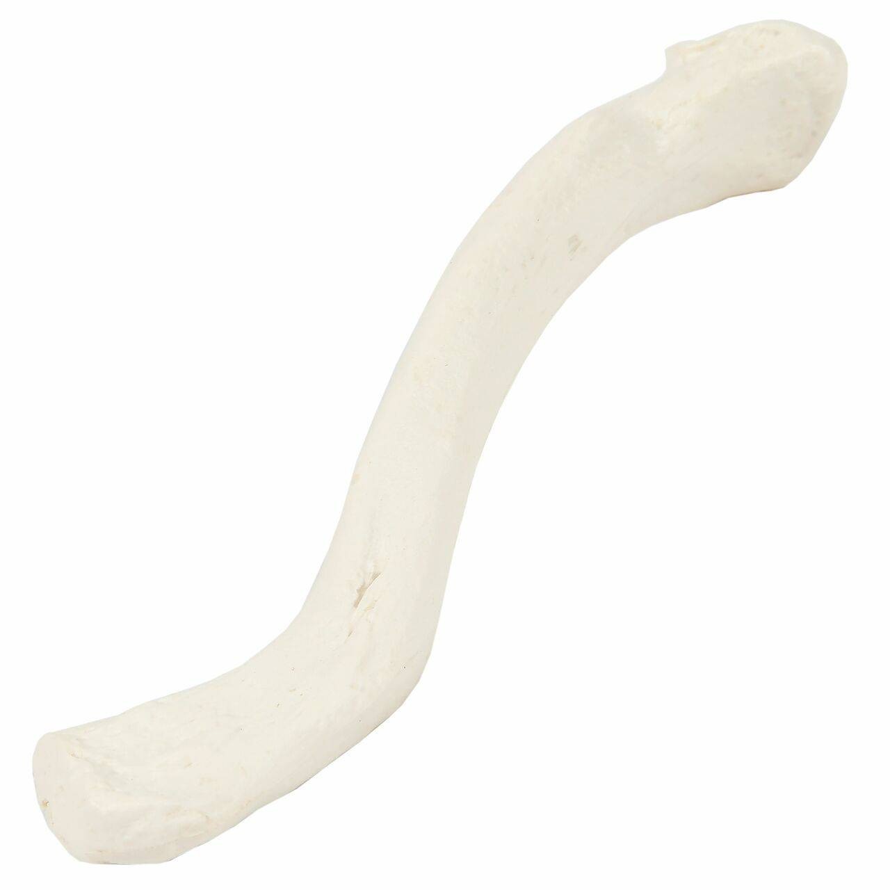 Axis Scientific Clavicle Bone