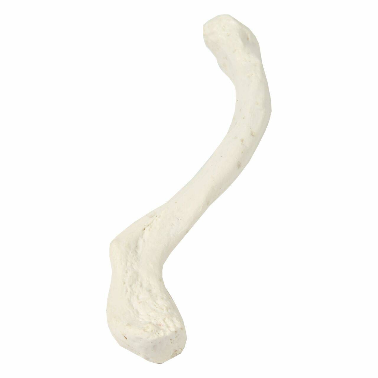 Axis Scientific Clavicle Bone