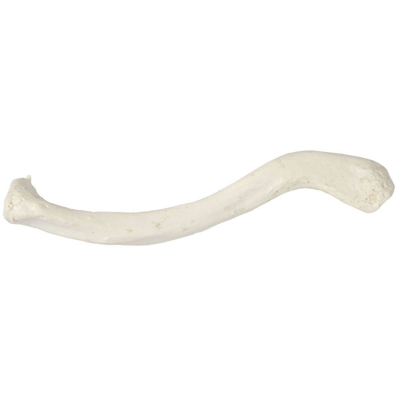 Axis Scientific Clavicle Bone