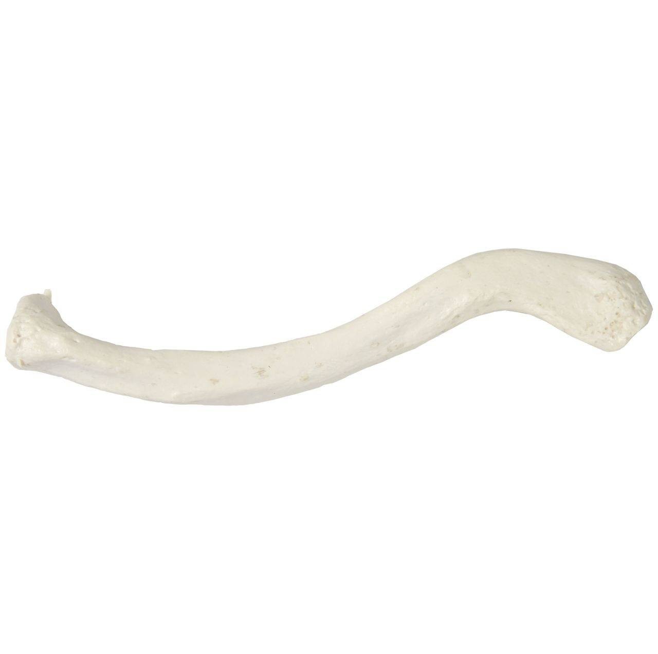 Axis Scientific Clavicle Bone