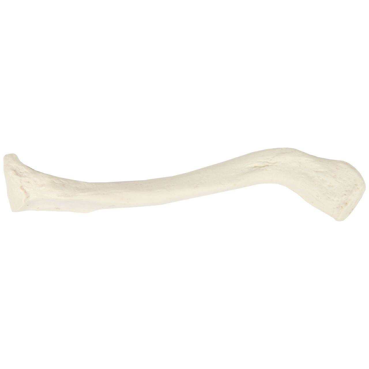 Axis Scientific Clavicle Bone
