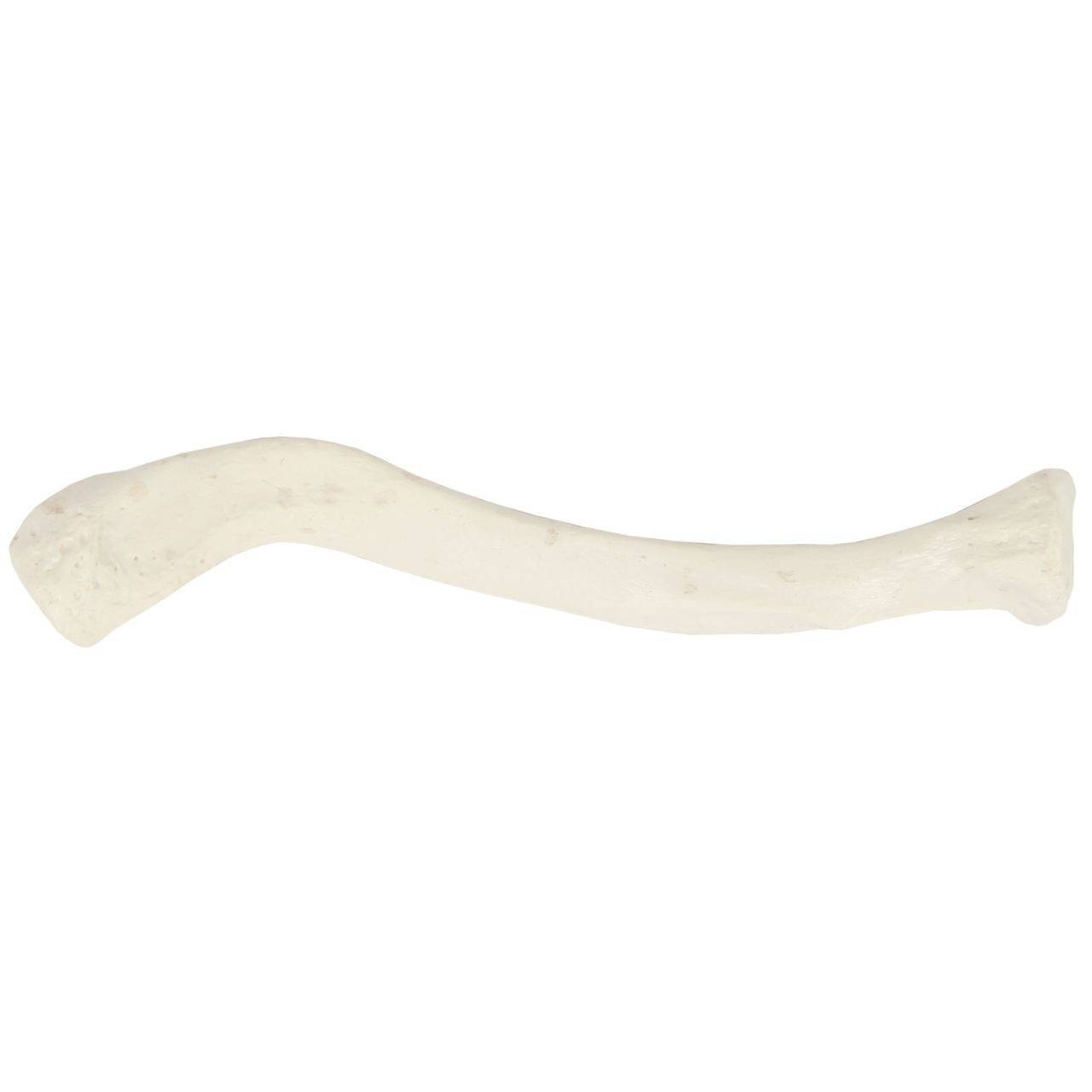Axis Scientific Clavicle Bone