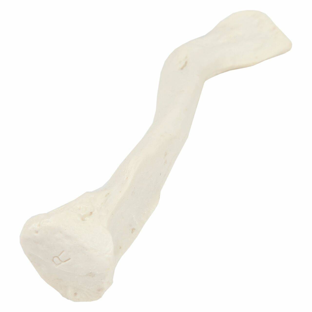 Axis Scientific Clavicle Bone
