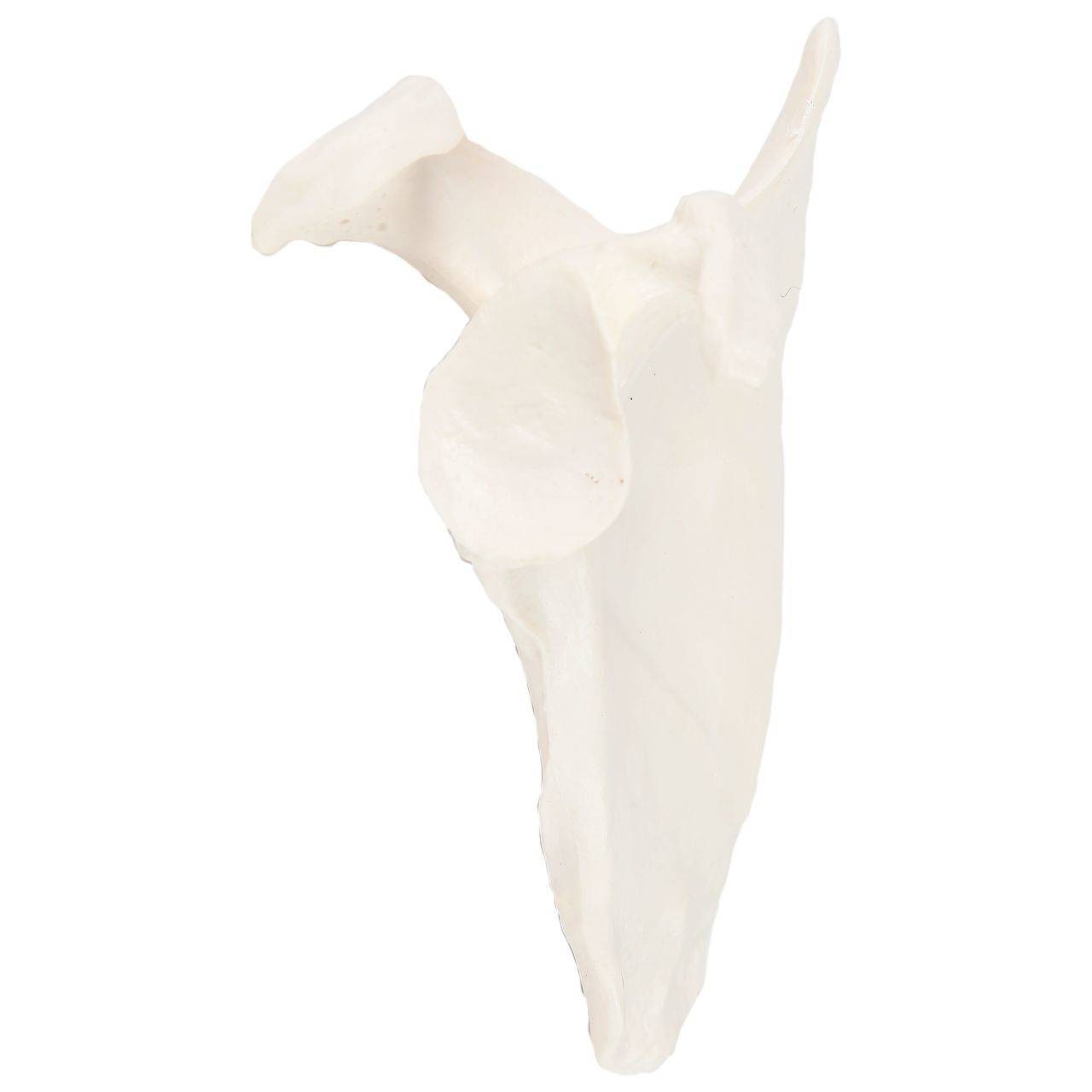 Axis Scientific Scapula Bone